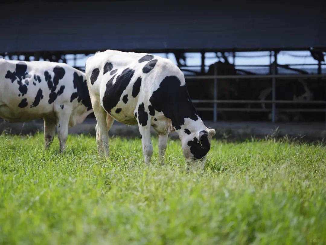 燕塘牛奶新品,燕塘牛奶开箱