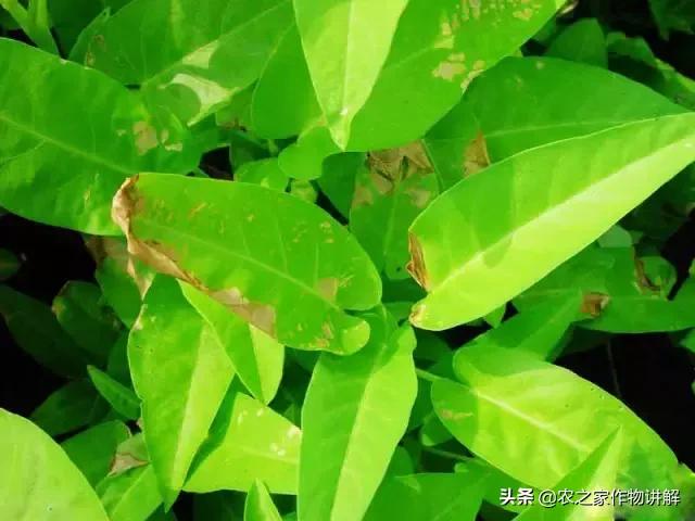 有图有真相史上最全芹菜病害,空心菜病虫害图谱手册