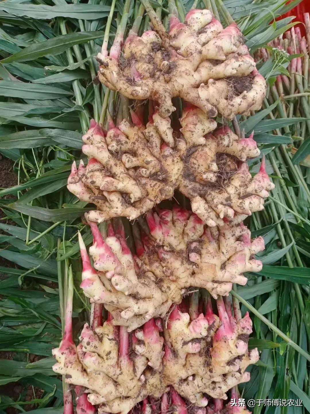 生姜种植前景与风险,生姜种植前景和效益