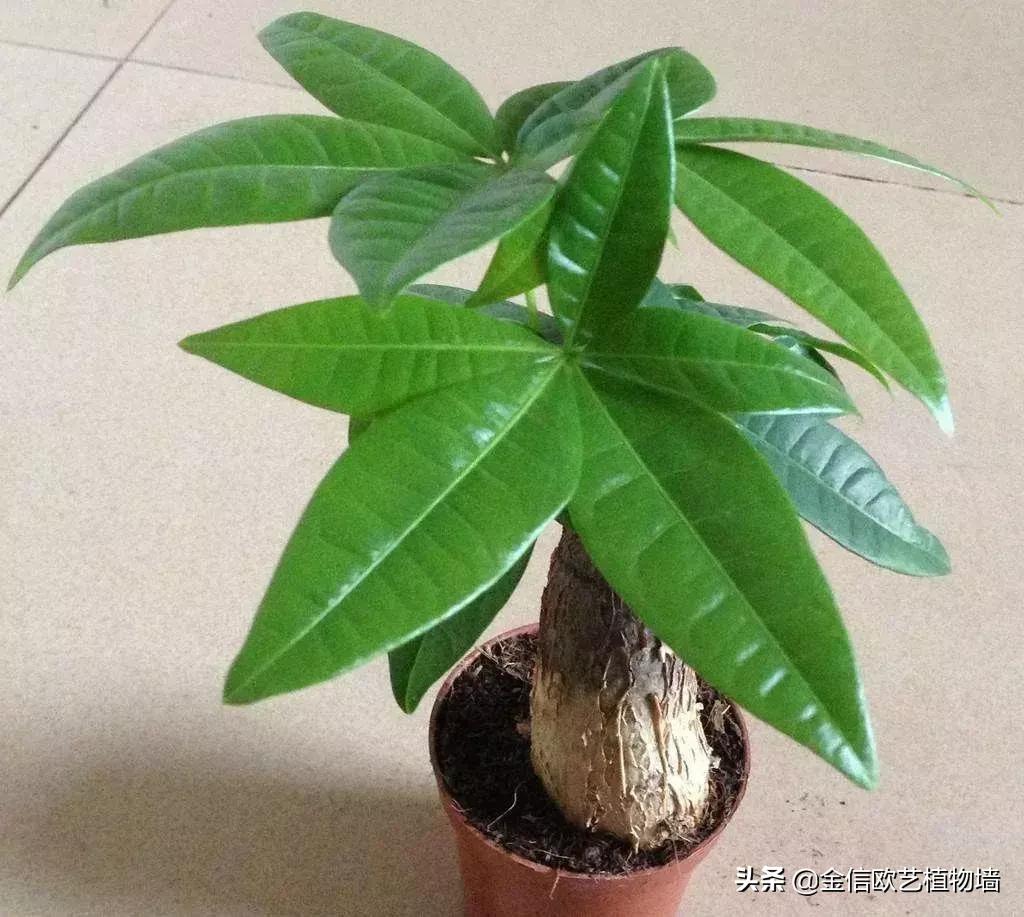 适合家里招财养的植物,家里能招财又好养的植物