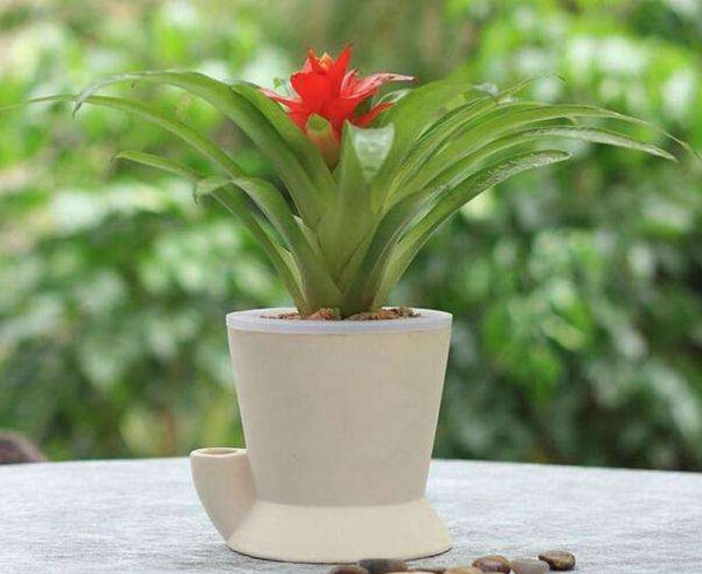 鸿运当头养什么花好,鸿运当头用什么花盆养是最合适的