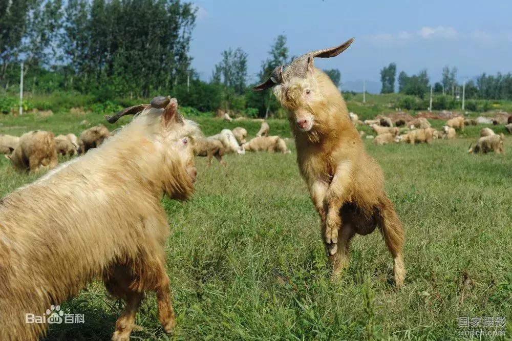 新疆阿克苏拜城县全景,新疆阿克苏地区拜城县发展如何