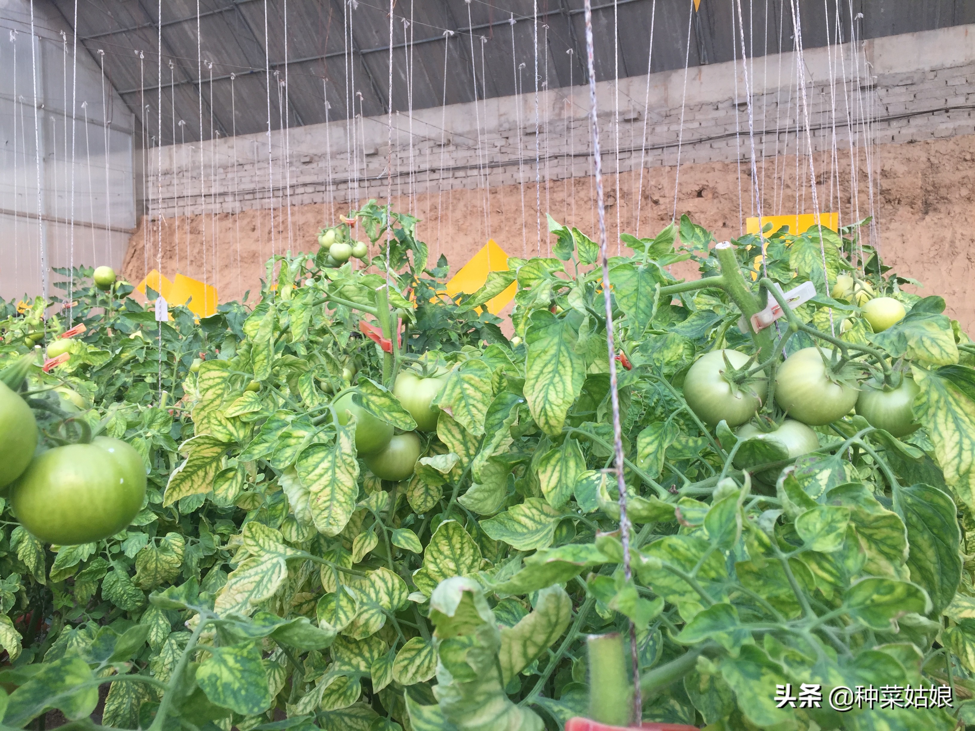 冬季大棚增温都有哪些妙招,大棚降湿增温最快的方法