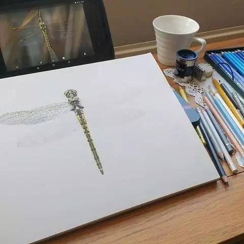 画鸟彩铅教程,画鸟彩铅