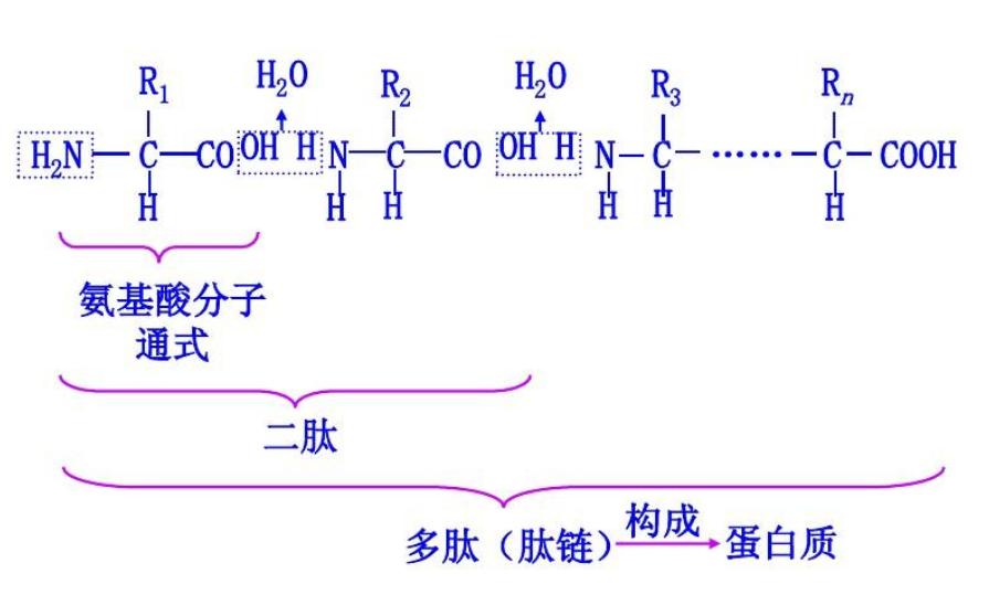 脸上胶原蛋白流失可以打什么针,30岁脸上胶原蛋白开始流失
