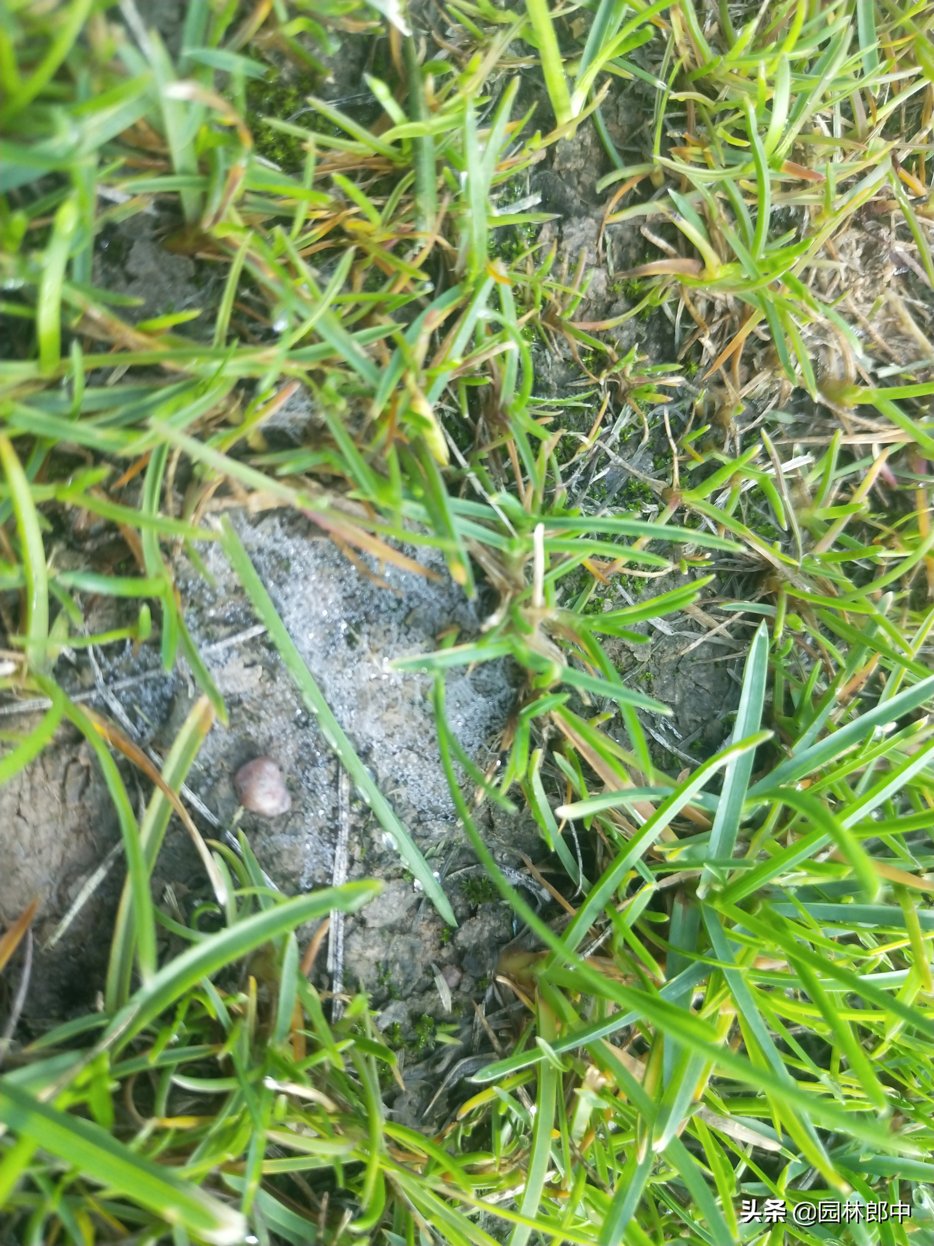 草坪灰斑病,草坪上白色颗粒是什么