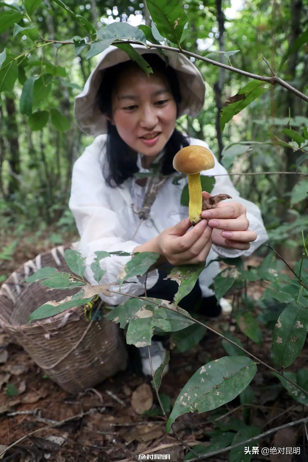 她带西班牙大厨上山捡菌，回昆明后煲出美味红菇汤