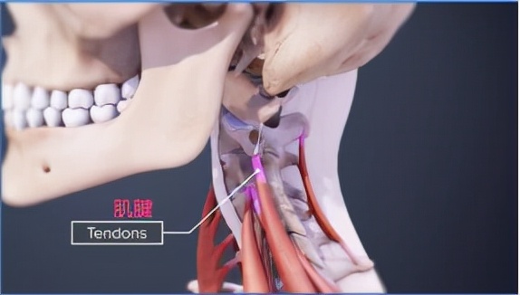 颈部的健身训练,wildfieldhealth牌子如何