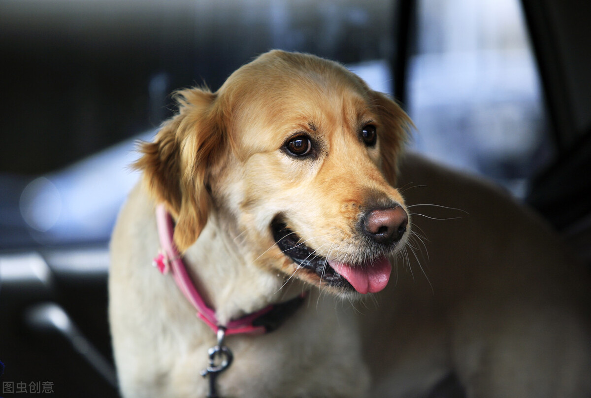 怎么纠正狗狗对陌生人热情,怎么让狗狗尽快适应新环境的方法