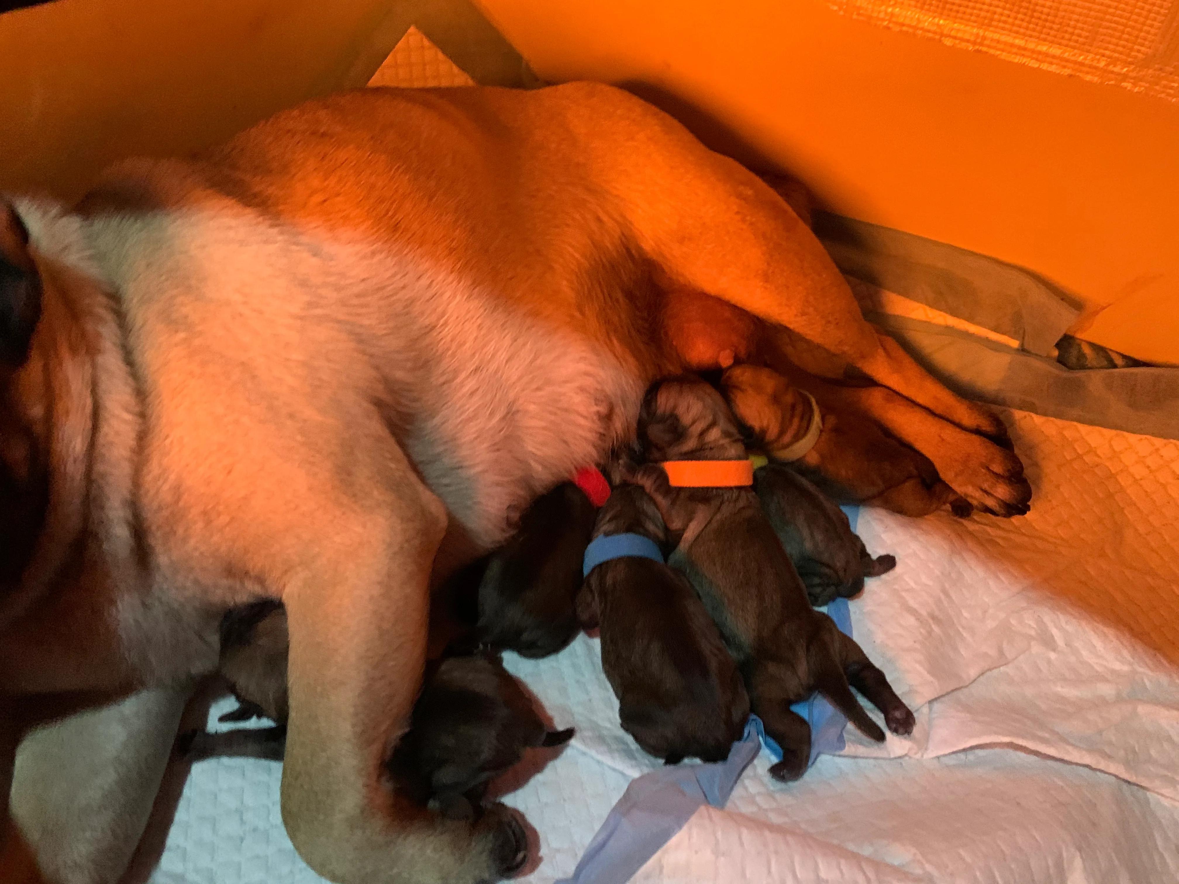 刚出生几天的猫咪没有母猫怎么养,农村刚出生几天的小猫怎么养