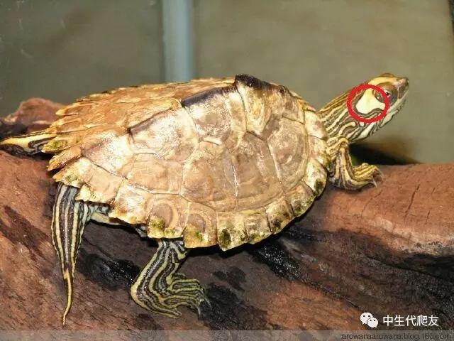 正宗的地图龟,史上最差的地图龟