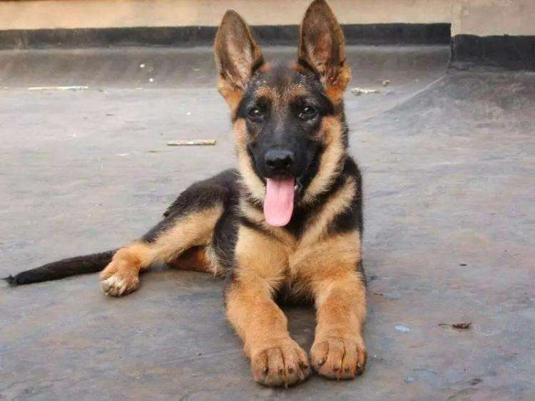 排名前十好养性格温和的狗狗,建议新手养的10种宠物狗