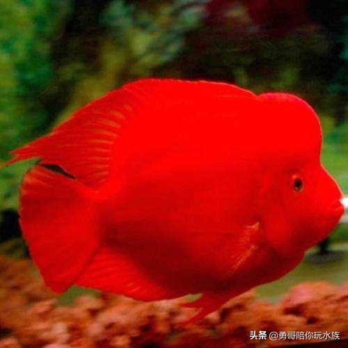 注意哪些方法能养好鹦鹉鱼,新手养鹦鹉鱼入门基础教程