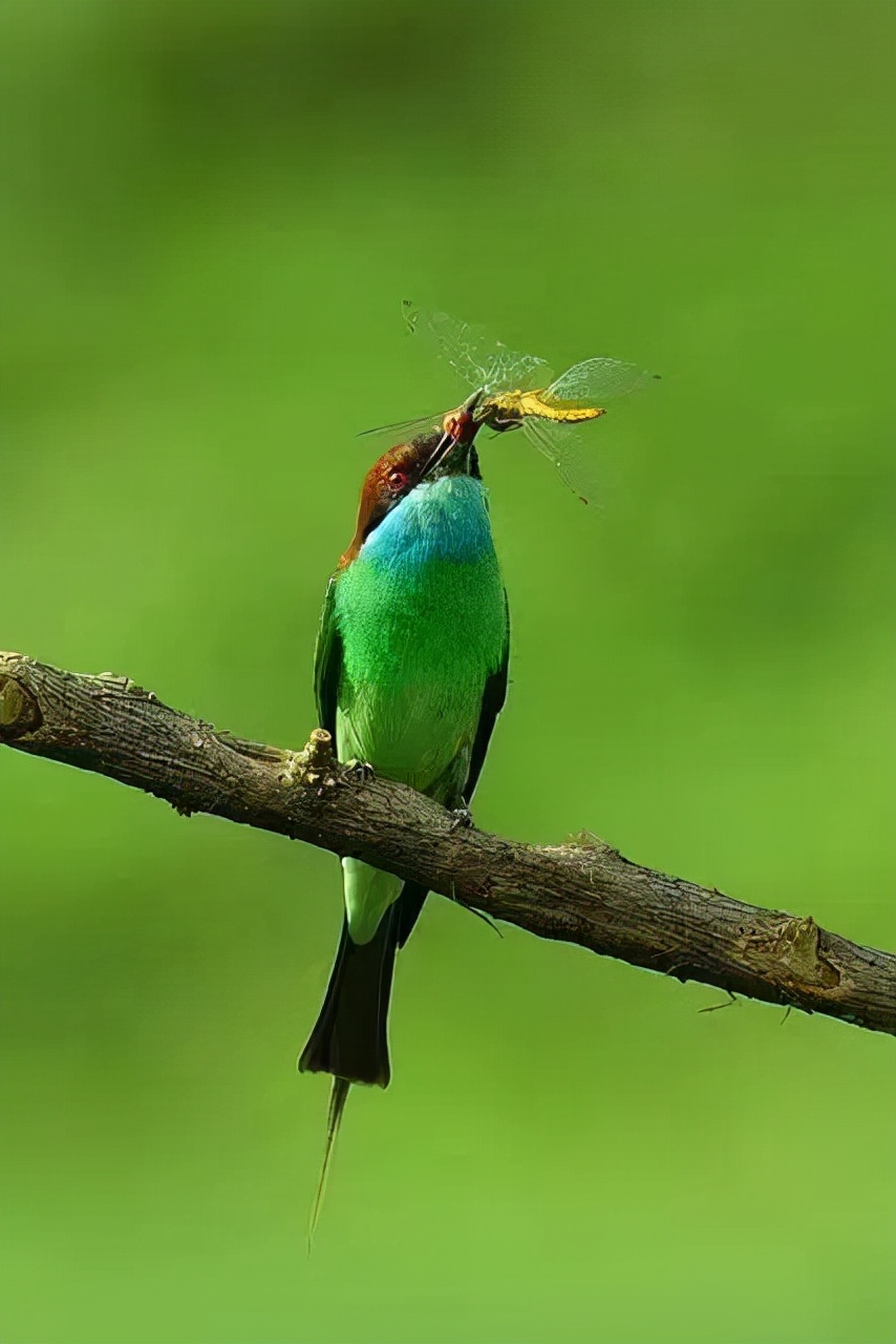 斜溪村旅游规划,斜溪村度假村