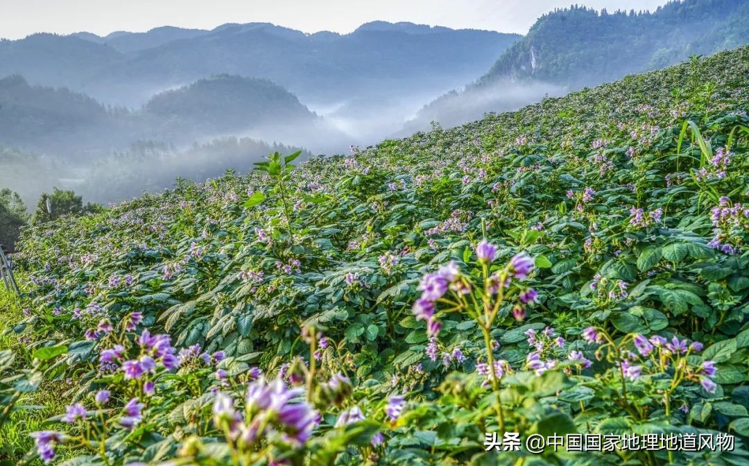 黑龙江和山东谁是农业大省,黑龙江和河南谁是第一粮仓