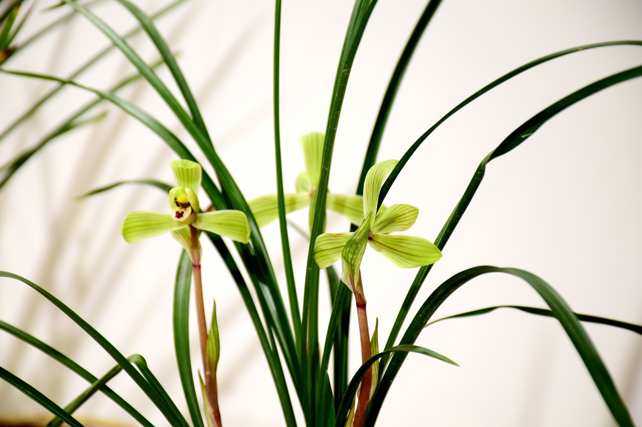 兰花带花蕾大苗图片,带花苞的兰花是什么样子的