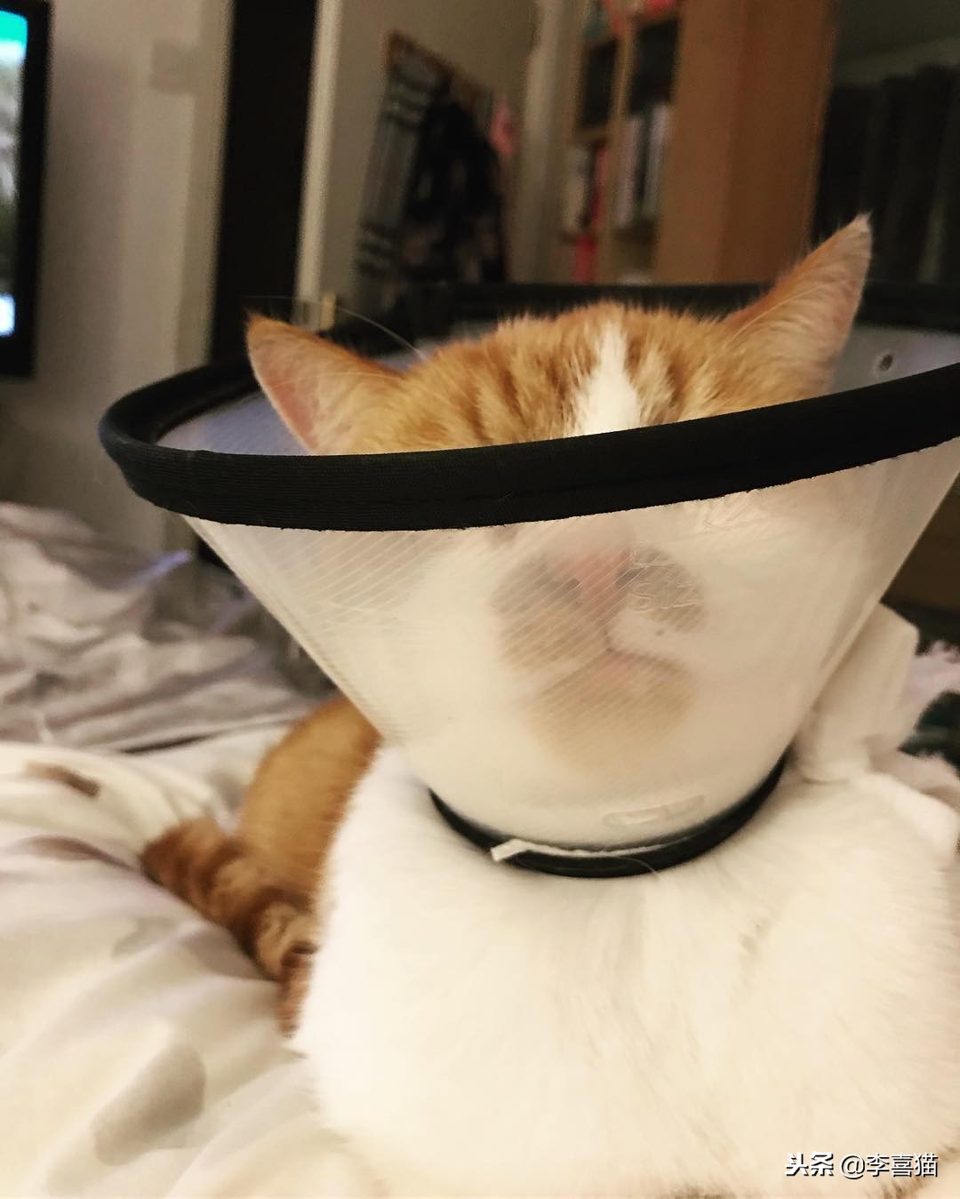 母猫绝育术后护理,公狗金毛绝育手术后期出院护理