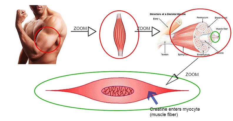 肌酸作为营养补剂获取,肌酸到底怎么用