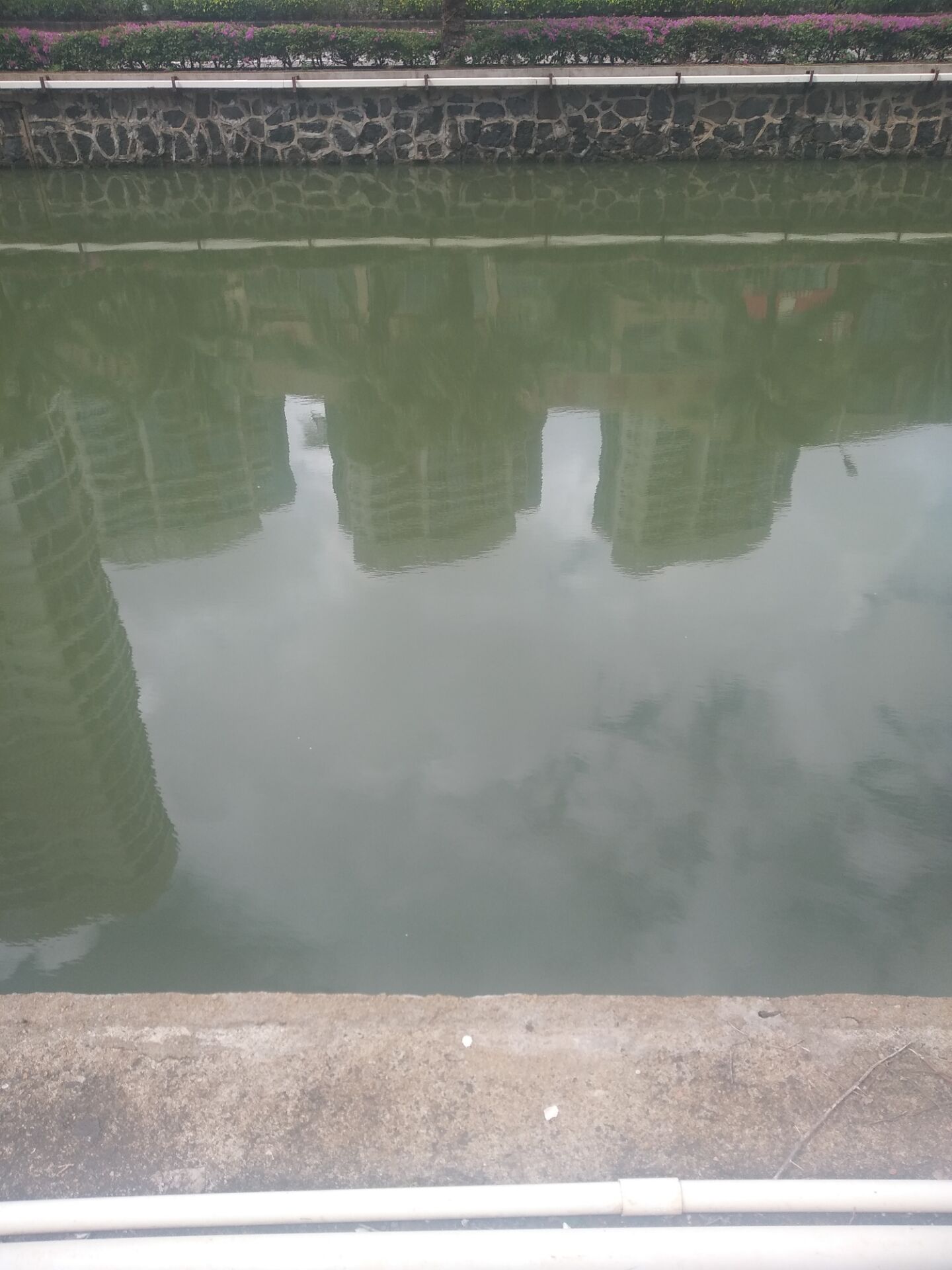 草龟刚到家应激腐皮怎么办,花龟到家静养腐皮