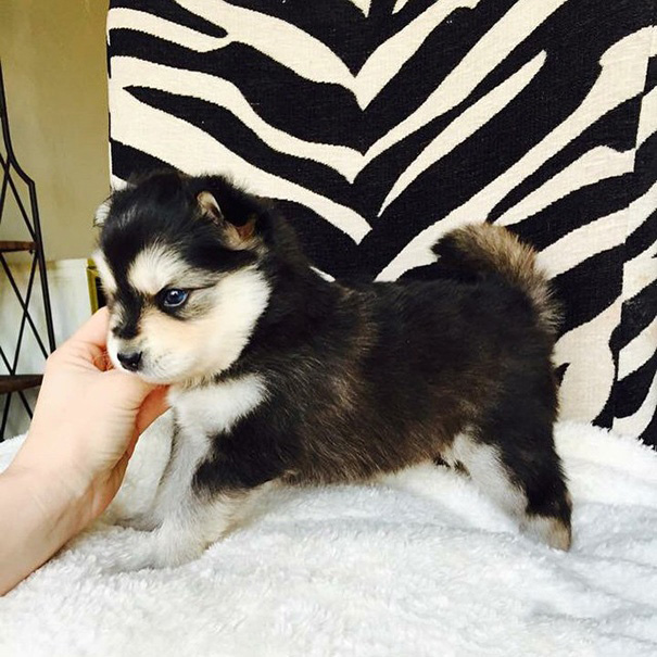 听得懂人话的狗狗叫什么名字,各种类型的狗狗名称