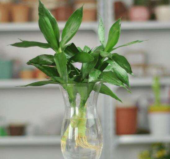 水培植物蚊虫怎么消灭,水培植物蚊子