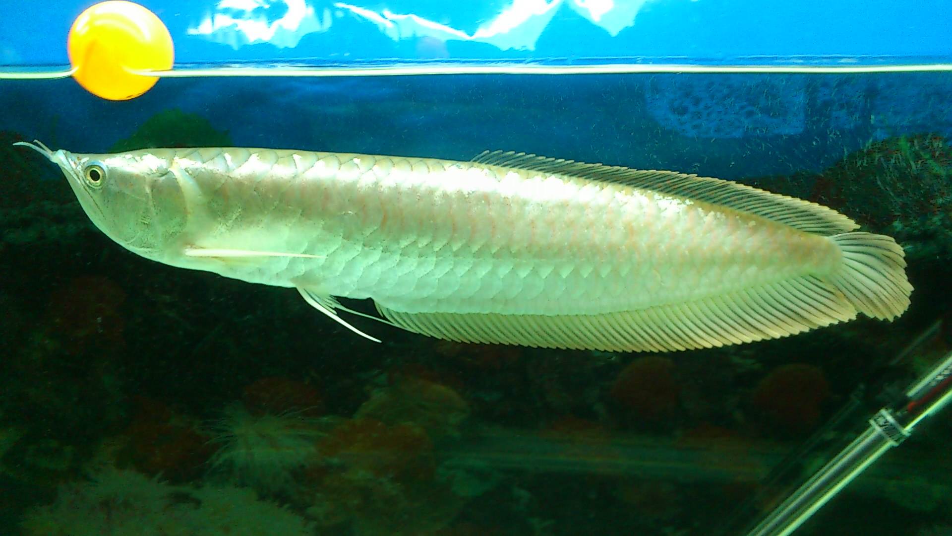 银龙鱼要怎么养最好的,新手养银龙鱼的教学视频大全