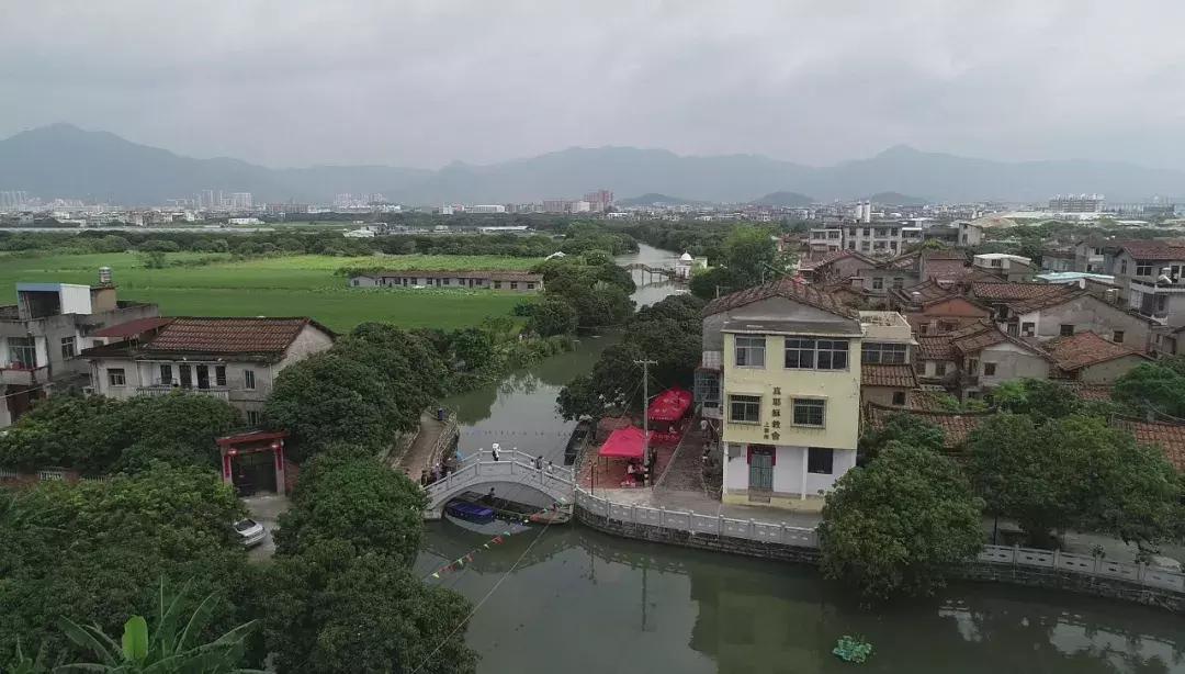 直击莆田荔枝采摘现场,莆田荔枝现摘