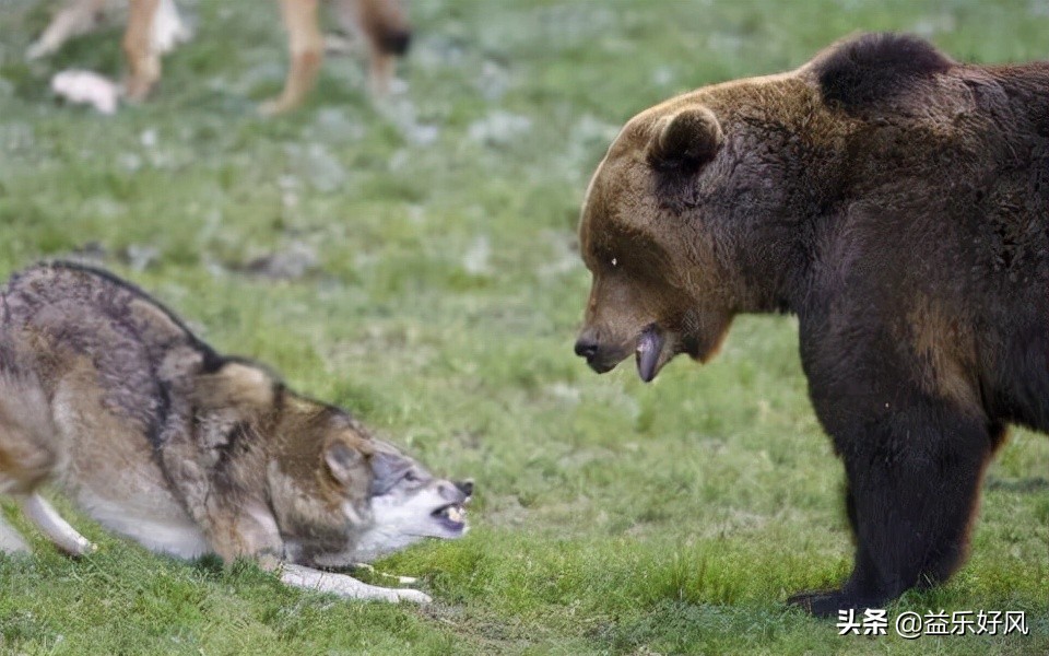 鐙肩帇浼犺瑙嗛,鐙肩帇浼犺鐪熷疄浜嬩欢