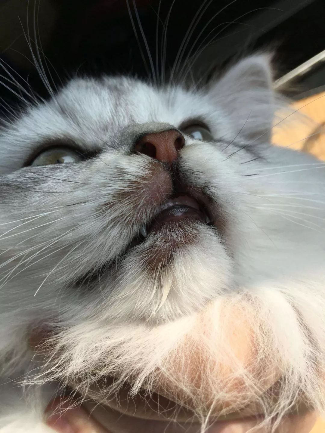 猫咪的黑下巴处理干净后又有了,猫咪得了黑下巴有偏方吗