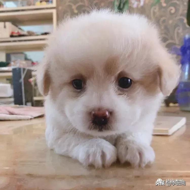 不小心踩到小狗狗了会受伤吗,不小心踩到狗狗嗷嗷叫它会怪你吗