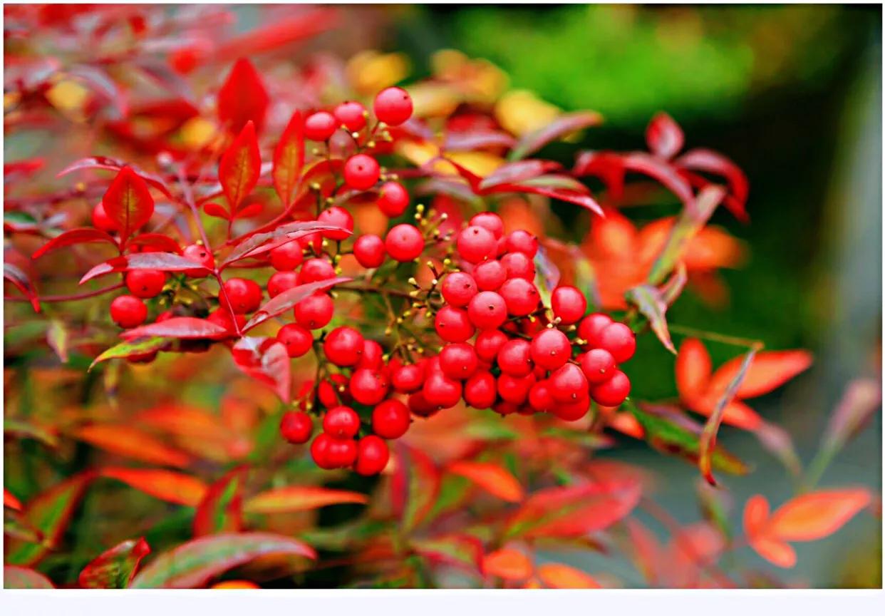 红豆是种子吗还是果实,红豆相思豆长什么样