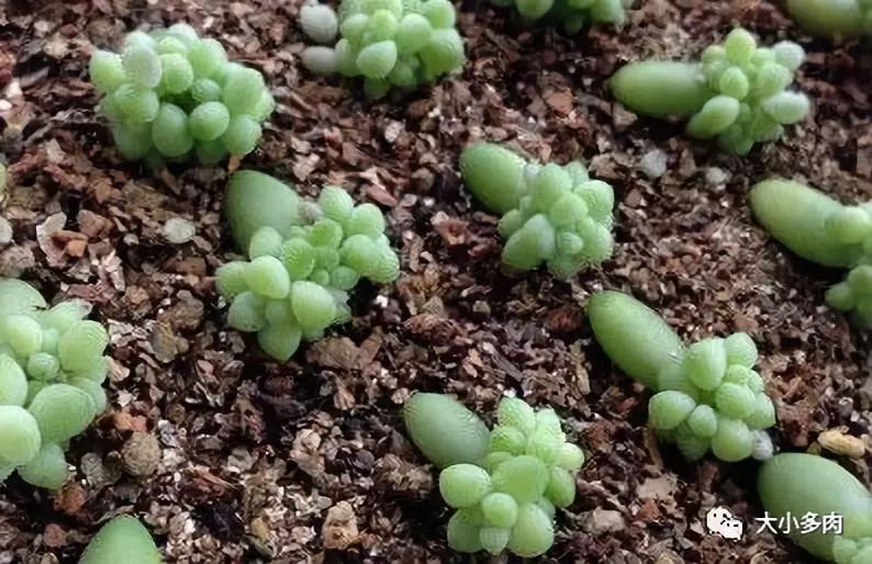 大小多肉,彩虹玉缀大群多肉