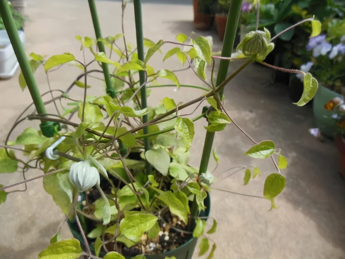 铁线莲春季萌芽后肥水管理,铁线莲大苗春季换盆的正确方法