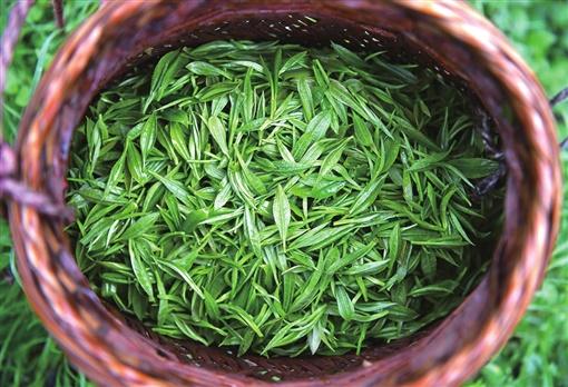 湖南湘西茶园黄金茶,湘西黄金村黄金茶