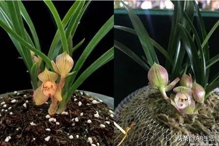 春兰姜氏荷兰名品欣赏,姜氏荷兰花春兰