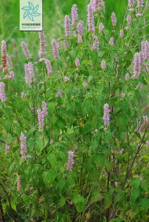 藿香正气液一日几次,中草药藿香日常使用方法