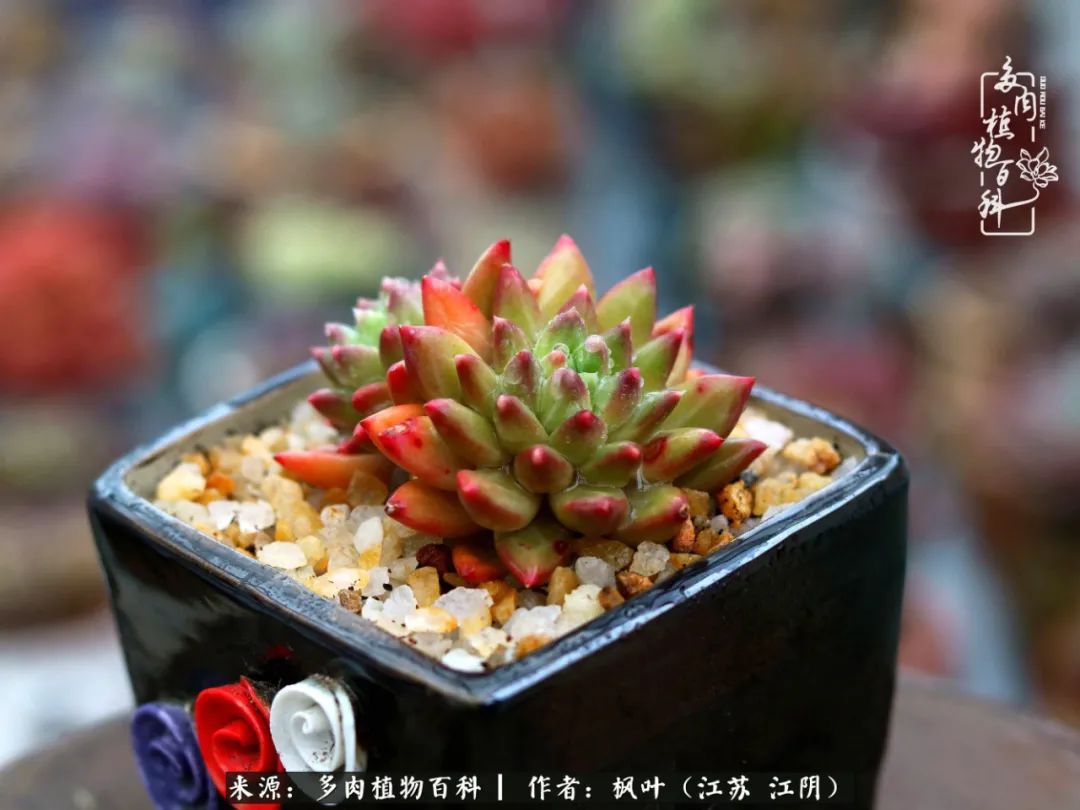 春有约，花不误，多肉与春天有个约会