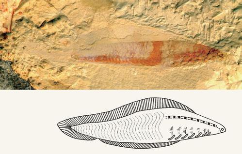 人类是真的经过设计的吗,大胆的推测