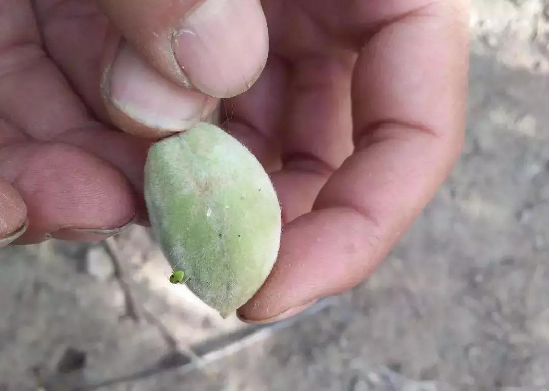 桃树虫害图谱,桃树虫害的图片及防治方法