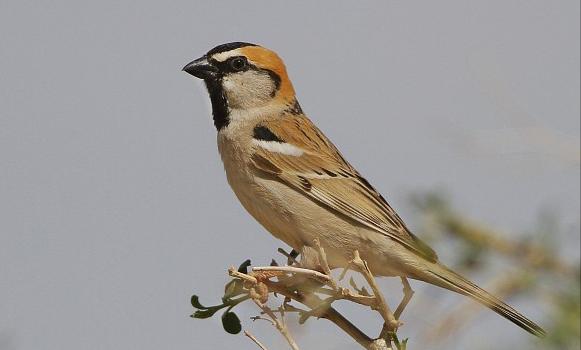 东江揽胜,惠州淡水常见鸟类图谱