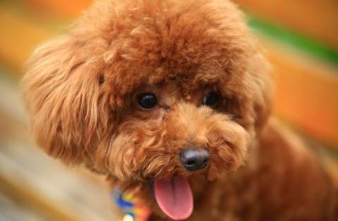 泰迪饲养方法,泰迪饲养指南