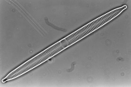 硅藻水,硅藻水和绿藻水区别