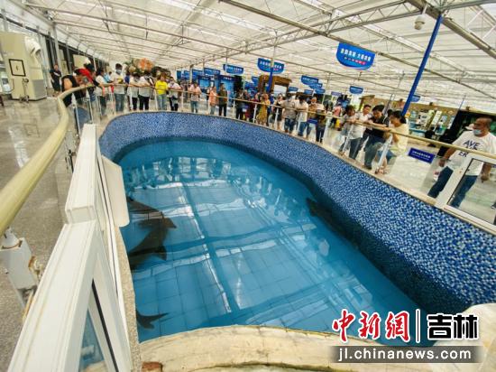 水中活化石鲟鳇鱼,淡水鱼活化石鲟鱼