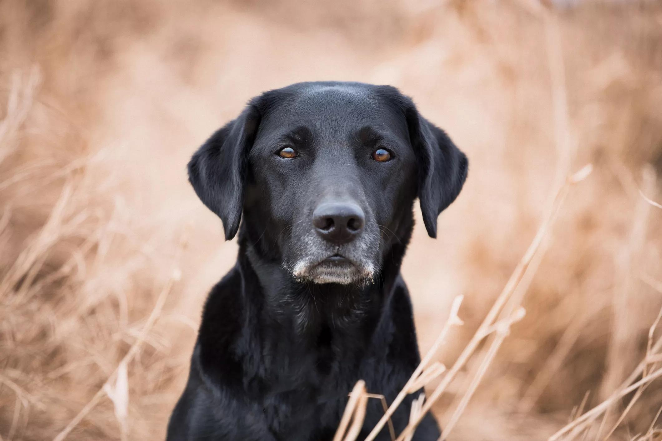 容易引起狗狗过敏的食物,防过敏的宠物狗有哪些品种