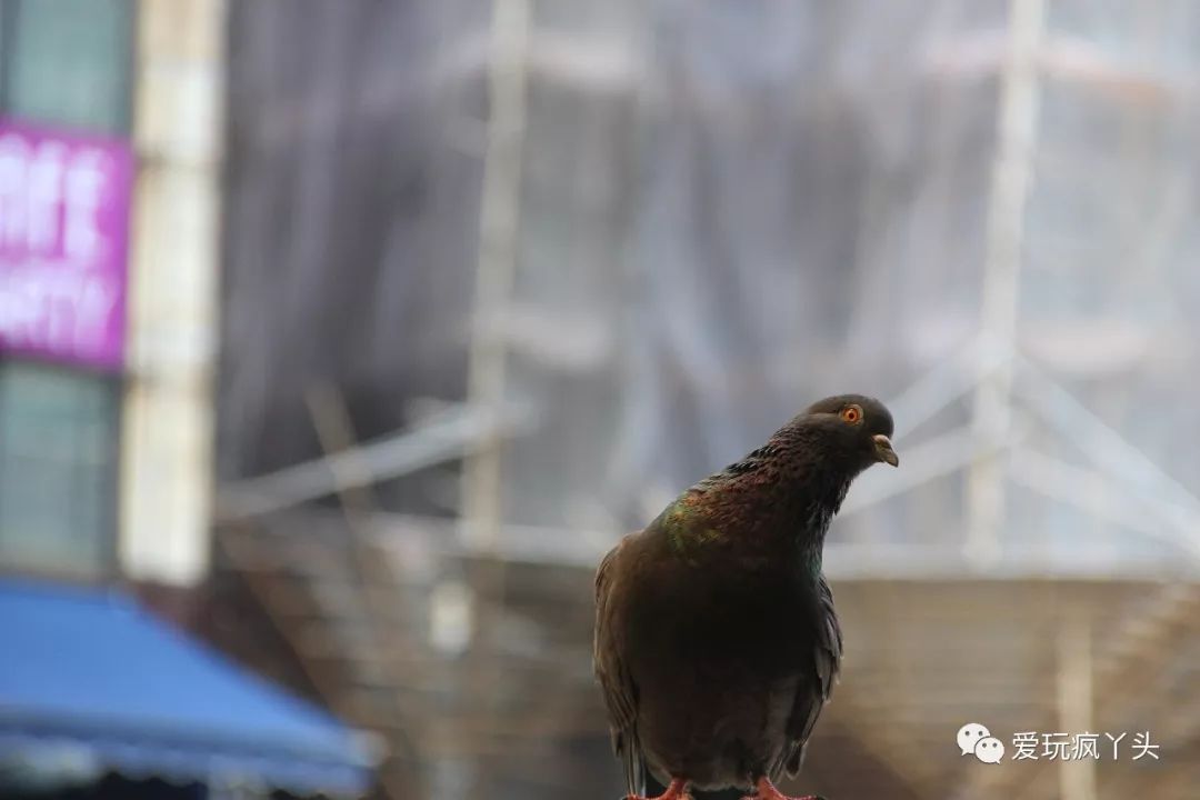 中环尖沙咀铜锣湾三个地方通勤,铜锣湾尖沙咀北角哪个地方繁华