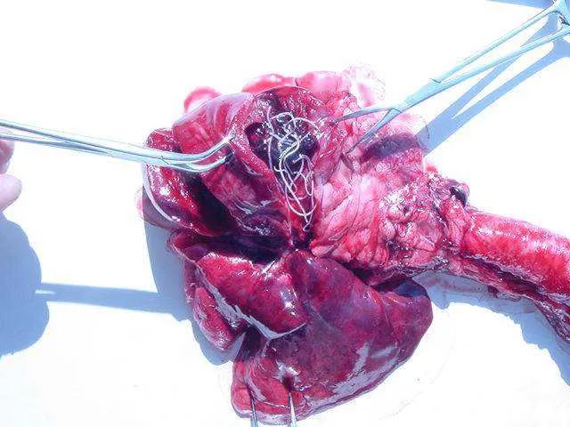 春天宠物驱虫的正确方法,驱虫春季宠物