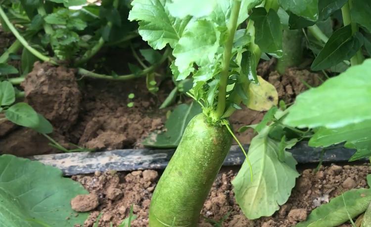 萝卜产量高么,萝卜如何种植产量才会高