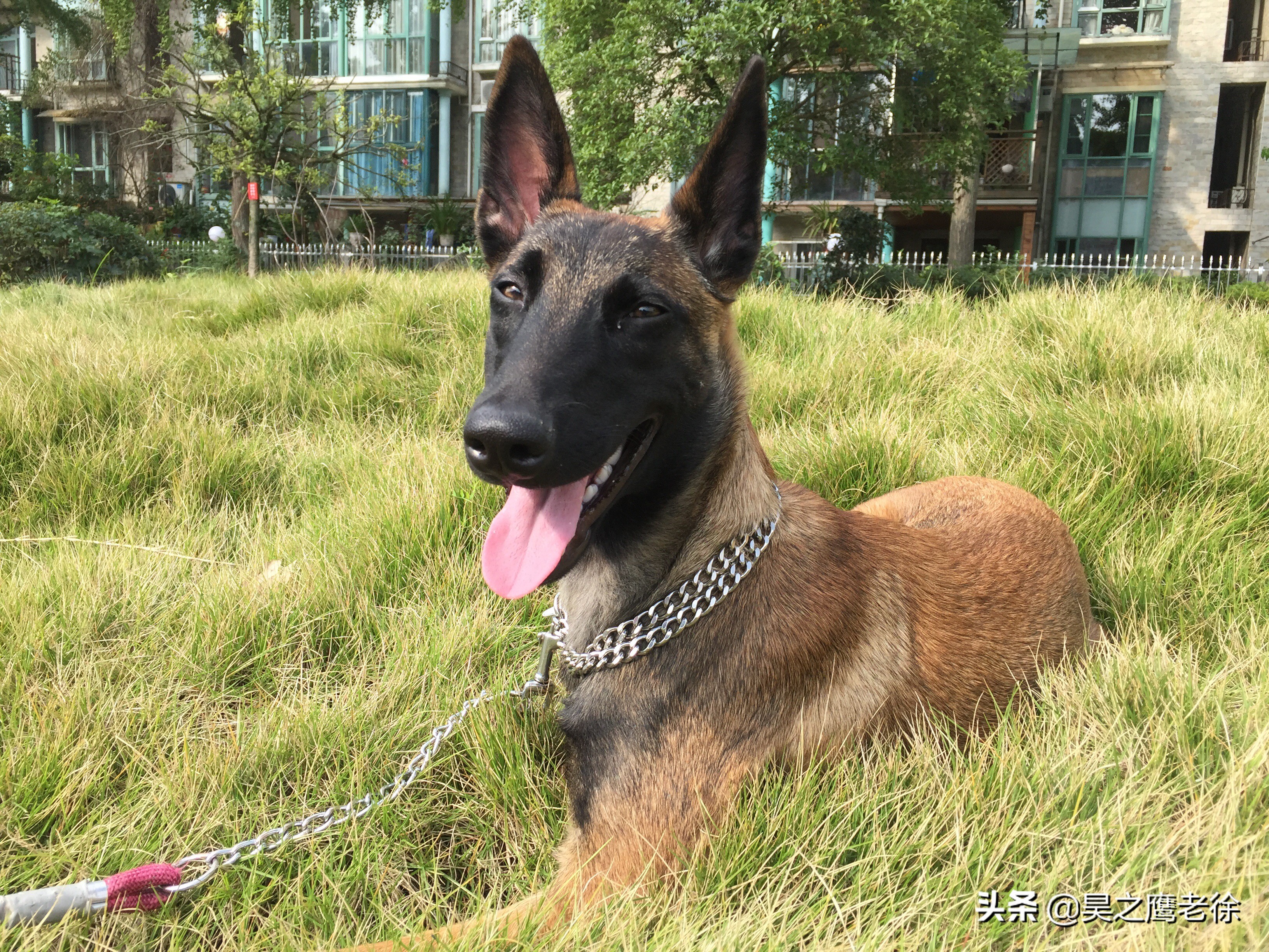 马犬怎么训练坐和卧,如何训练马犬坐卧口令