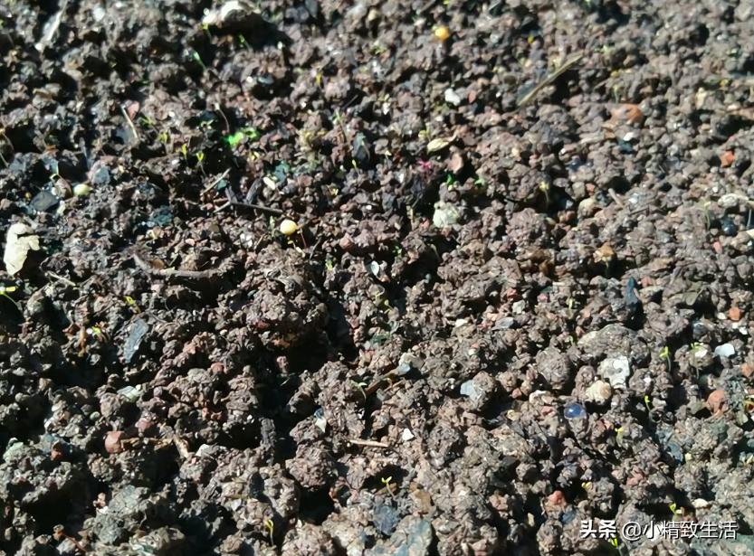 花草种子几月份播种最好,花草播种