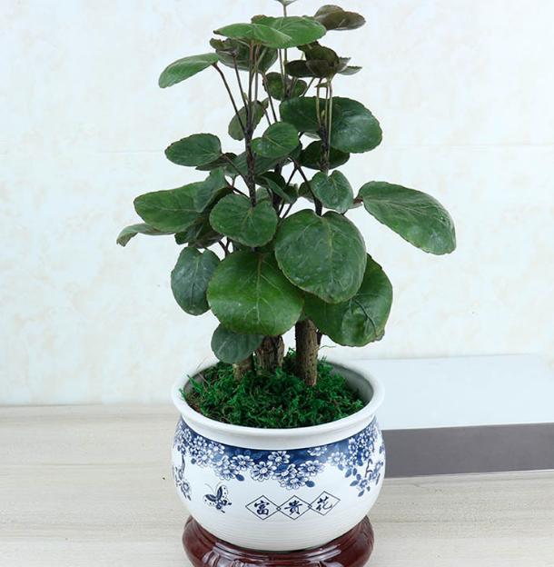 金钱兜寓意代表什么,金钱兜吉利吗